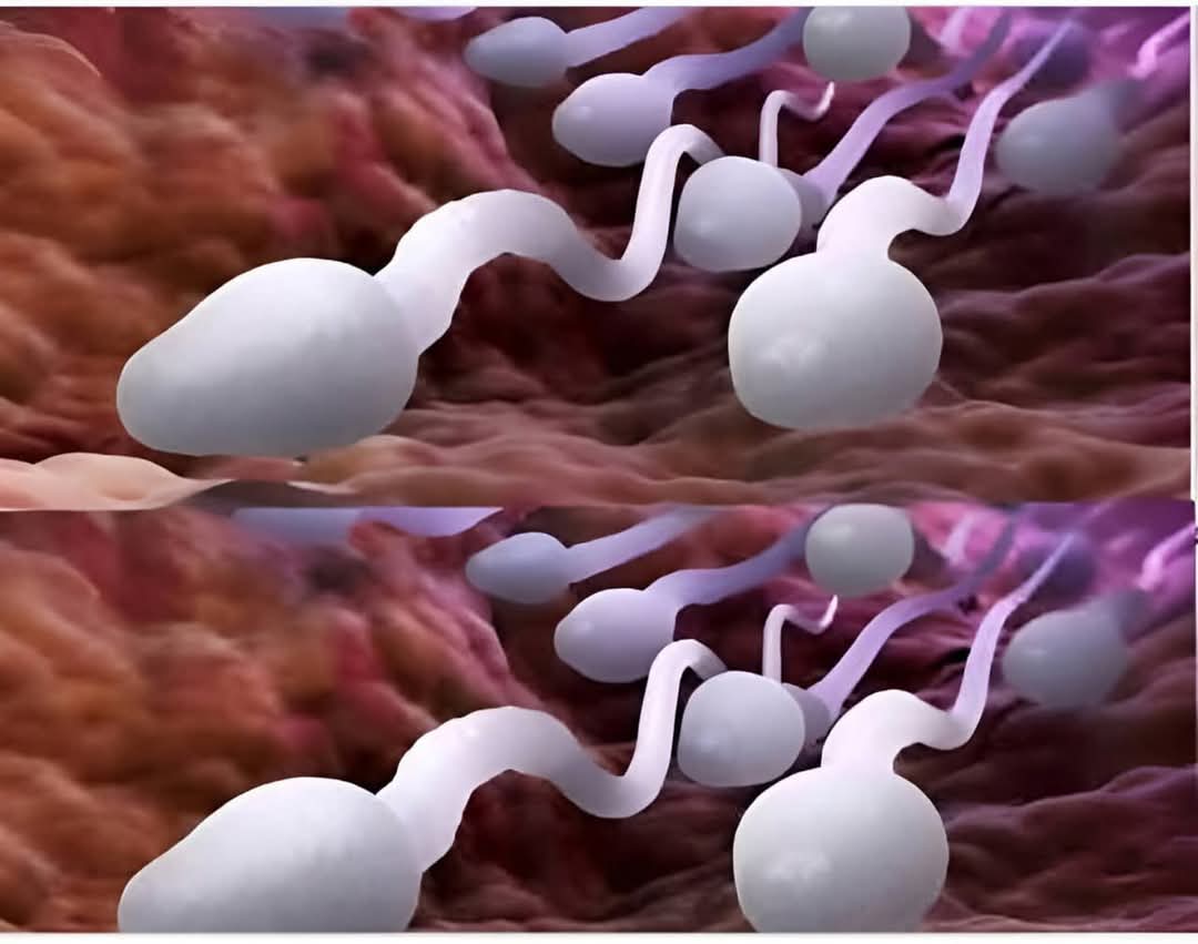 Studies reveal that swallowing your partner’s semen