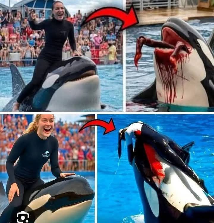 Orca trainer is 😱 devoured by this one while perfor…see more